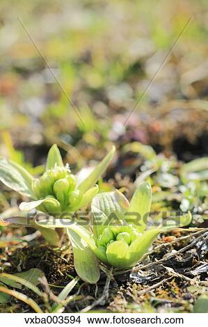 Butterbur Sprout View Large Photo Image Picture - Butterbur Sprout. Fotosearch