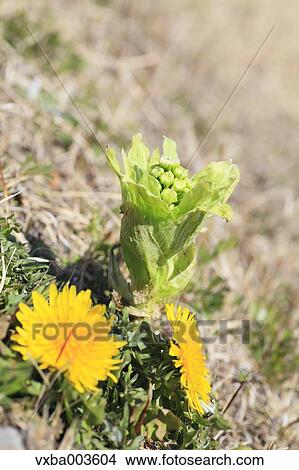 Picture - Butterbur Sprout. Fotosearch