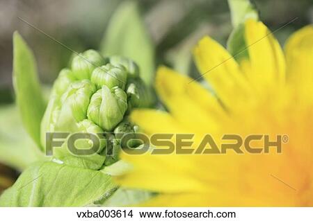 Butterbur Sprout View Large Photo Image Picture - Butterbur Sprout. Fotosearch