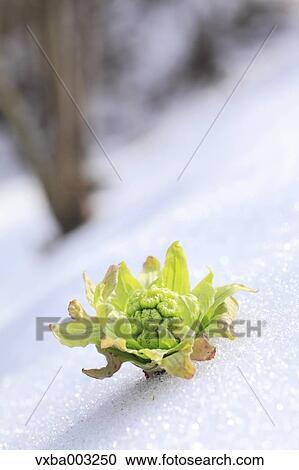 Butterbur Sprout View Large Photo Image Stock Image - Butterbur Sprout. Fotosearch