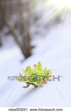Stock Image - Butterbur Sprout. Fotosearch