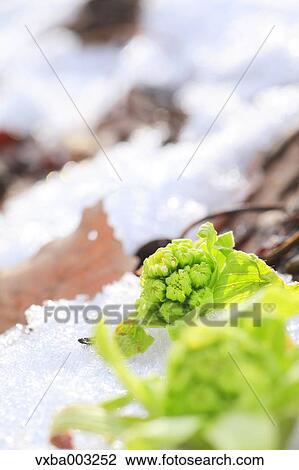 Butterbur Sprout View Large Photo Image Stock Image - Butterbur Sprout. Fotosearch