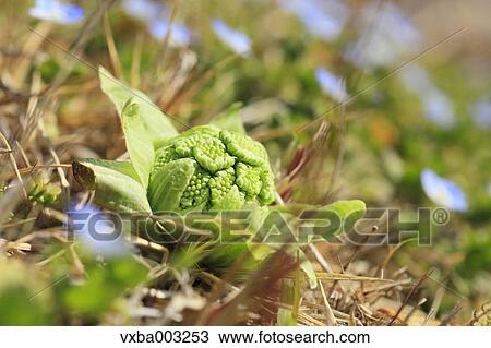 Stock Image - Butterbur Sprout. Fotosearch