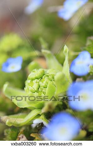 Butterbur Sprout View Large Photo Image Stock Image - Butterbur Sprout. Fotosearch