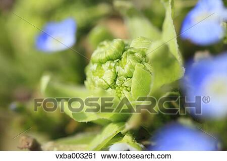 Butterbur Sprout View Large Photo Image Stock Image - Butterbur Sprout. Fotosearch