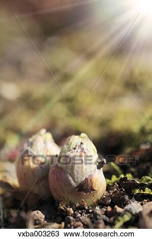 Stock Image - Butterbur Sprout. Fotosearch