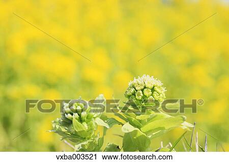 Stock Image - Butterbur Sprout. Fotosearch