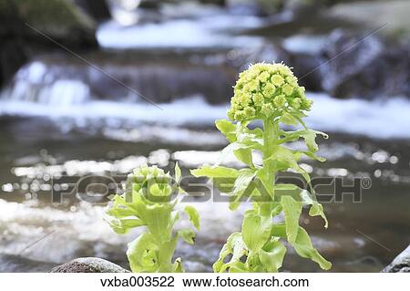 Butterbur Sprout View Large Photo Image Stock Image - Butterbur Sprout. Fotosearch