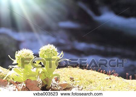 Butterbur Sprout View Large Photo Image Stock Image - Butterbur Sprout. Fotosearch