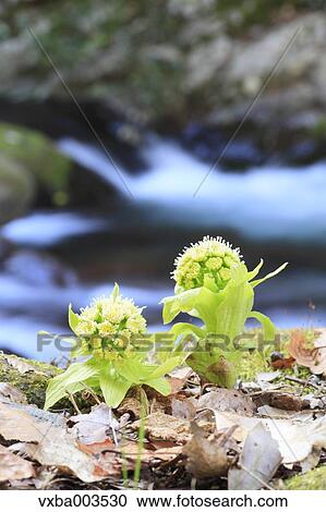 Butterbur Sprout View Large Photo Image Stock Image - Butterbur Sprout. Fotosearch