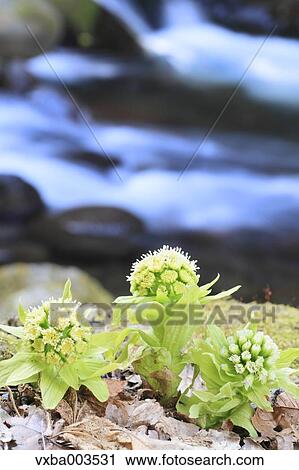 Stock Image - Butterbur Sprout. Fotosearch