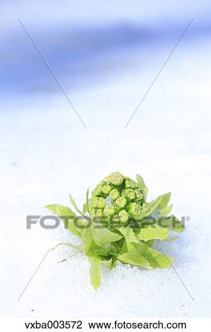 Stock Image - Butterbur Sprout. Fotosearch