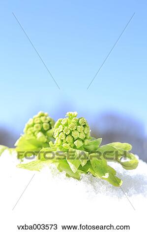 Butterbur Sprout View Large Photo Image Stock Image - Butterbur Sprout. Fotosearch