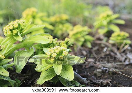 Butterbur Sprout View Large Photo Image Stock Image - Butterbur Sprout. Fotosearch