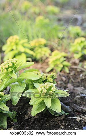 Butterbur Sprout View Large Photo Image Stock Image - Butterbur Sprout. Fotosearch