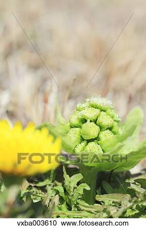 Butterbur Sprout View Large Photo Image Stock Image - Butterbur Sprout. Fotosearch
