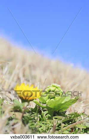 Butterbur Sprout View Large Photo Image Stock Image - Butterbur Sprout. Fotosearch