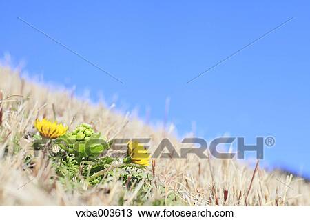 Butterbur Sprout View Large Photo Image Stock Image - Butterbur Sprout. Fotosearch