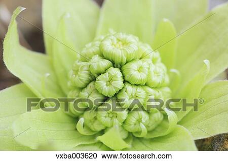 Butterbur Sprout View Large Photo Image Stock Image - Butterbur Sprout. Fotosearch