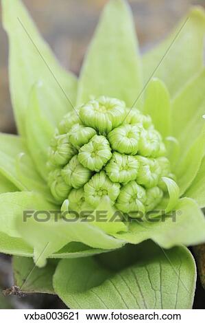 Butterbur Sprout View Large Photo Image Stock Image - Butterbur Sprout. Fotosearch