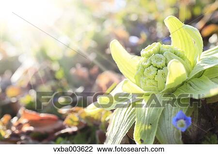 Stock Image - Butterbur Sprout. Fotosearch