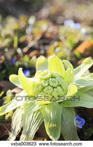 Stock Image - Butterbur Sprout. Fotosearch