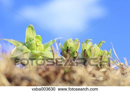 Butterbur Sprout View Large Photo Image Stock Image - Butterbur Sprout. Fotosearch
