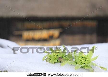 Stock Photo - Butterbur Sprout. Fotosearch