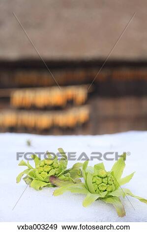 Stock Photo - Butterbur Sprout. Fotosearch