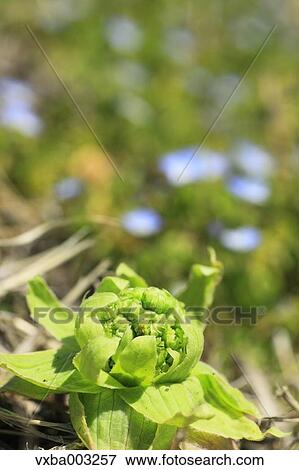 Butterbur Sprout View Large Photo Image Stock Photo - Butterbur Sprout. Fotosearch
