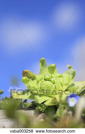 Stock Photo - Butterbur Sprout. Fotosearch