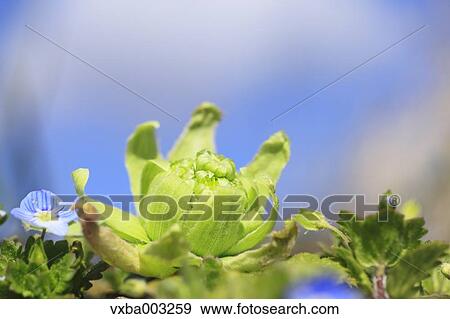 Butterbur Sprout View Large Photo Image Stock Photo - Butterbur Sprout. Fotosearch