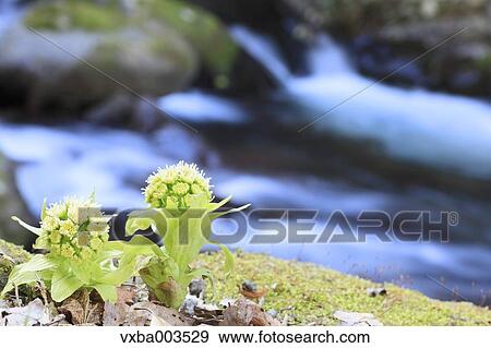Butterbur Sprout View Large Photo Image Stock Photo - Butterbur Sprout. Fotosearch