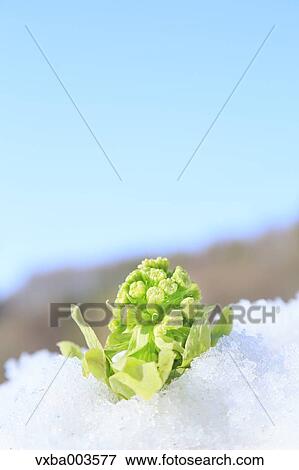 Butterbur Sprout View Large Photo Image Stock Photo - Butterbur Sprout. Fotosearch