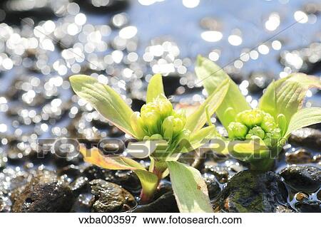 Butterbur Sprout View Large Photo Image Stock Photo - Butterbur Sprout. Fotosearch