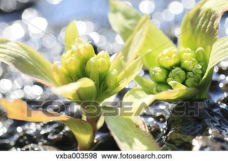 Butterbur Sprout View Large Photo Image Stock Photo - Butterbur Sprout. Fotosearch