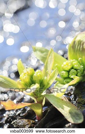 Butterbur Sprout View Large Photo Image Stock Photo - Butterbur Sprout. Fotosearch