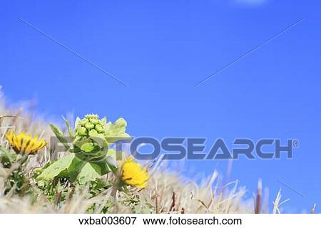 Stock Photo - Butterbur Sprout. Fotosearch