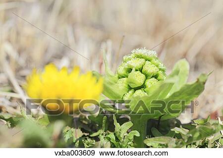 Stock Photo - Butterbur Sprout. Fotosearch