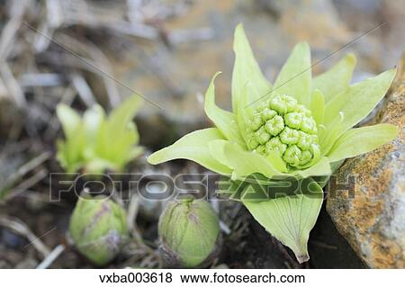 Butterbur Sprout View Large Photo Image Stock Photo - Butterbur Sprout. Fotosearch
