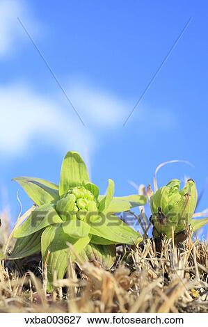 Stock Photo - Butterbur Sprout. Fotosearch
