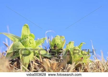 Stock Photo - Butterbur Sprout. Fotosearch