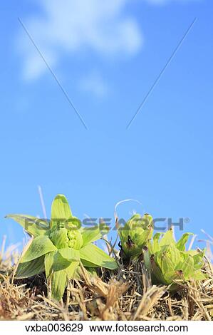 Butterbur Sprout View Large Photo Image Stock Photo - Butterbur Sprout. Fotosearch