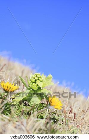 Stock Photograph - Butterbur Sprout. Fotosearch