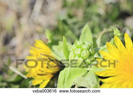Butterbur Sprout View Large Photo Image Stock Photograph - Butterbur Sprout. Fotosearch