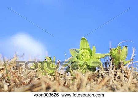 Butterbur Sprout View Large Photo Image Stock Photograph - Butterbur Sprout. Fotosearch