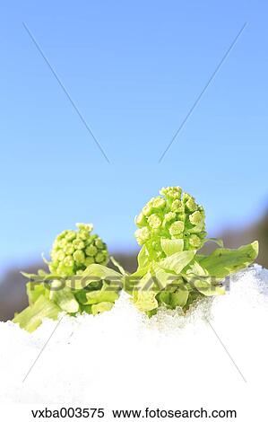 Stock Photography - Butterbur Sprout. Fotosearch