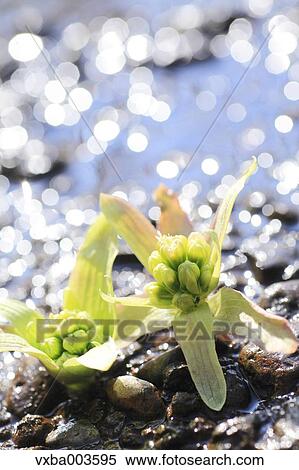 Stock Photography - Butterbur Sprout. Fotosearch