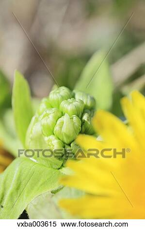 Butterbur Sprout View Large Photo Image Stock Photography - Butterbur Sprout. Fotosearch