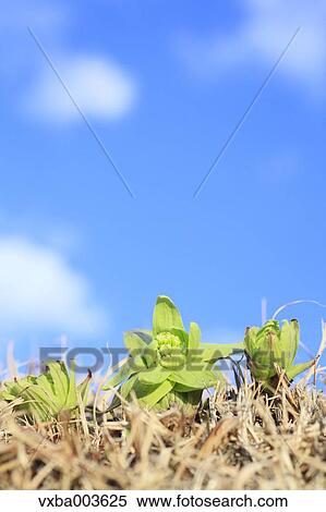 Stock Photography - Butterbur Sprout. Fotosearch